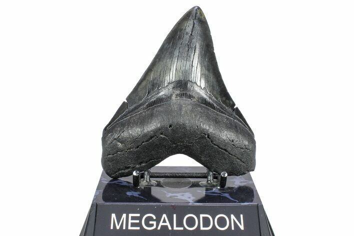 Serrated, Fossil Megalodon Tooth - South Carolina #362239
